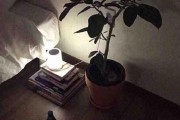 挽回爱情，心灵自由（如何在爱情的迷雾中找到出路？）