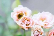 聪明女人的活法——通透生活（以智慧管理生活，过得更好）