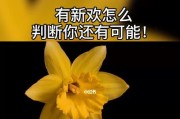 男生分手后是选择新欢还是复合？（男性心理解析及应对方法）